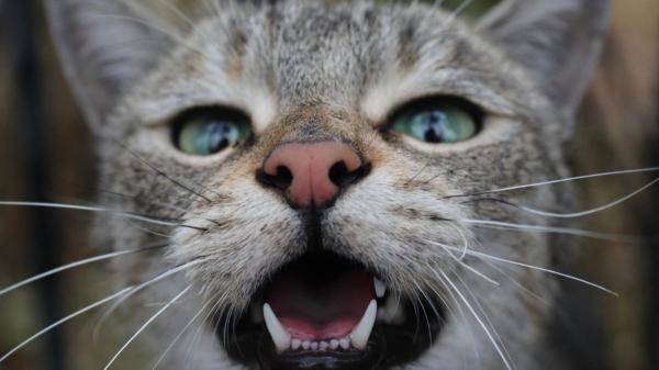 Los gatos no maúllan más en verano solo por el calor: “Los cambios de rutina y el exceso de estímulos les afectan más de lo que pensamos” - Los cambios de rutina pueden alterar el bienestar emocional de muchos gatos