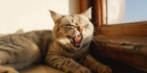 Los gatos no maúllan más en verano solo por el calor: “Los cambios de rutina y el exceso de estímulos les afectan más de lo que pensamos”