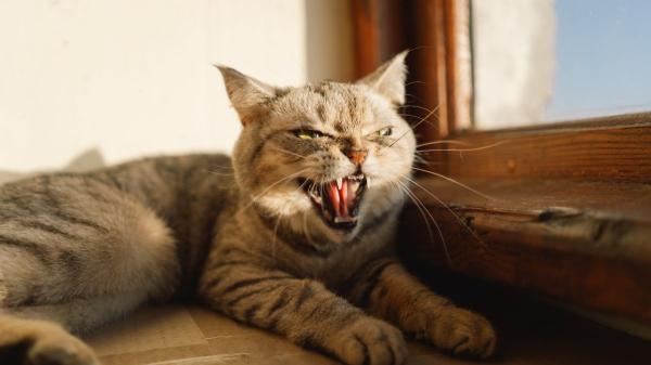 Los gatos no maúllan más en verano solo por el calor: “Los cambios de rutina y el exceso de estímulos les afectan más de lo que pensamos”