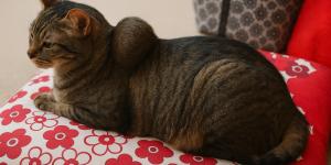Sarcoma en gatos: tipos, síntomas y tratamientos