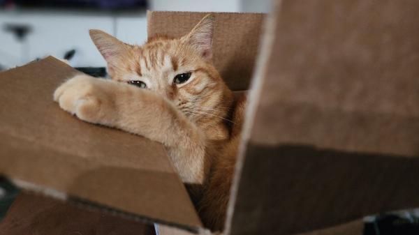 Carlos Gutiérrez, veterinario: “Para un gato, un rollo de cartón o una caja son los juguetes perfectos; reducen el estrés y estimulan su mente”