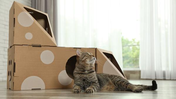 Carlos Gutiérrez, veterinario: “Para un gato, un rollo de cartón o una caja son los juguetes perfectos; reducen el estrés y estimulan su mente” - El motivo por el que los gatos prefieren juguetes más simples a otros más sofisticados