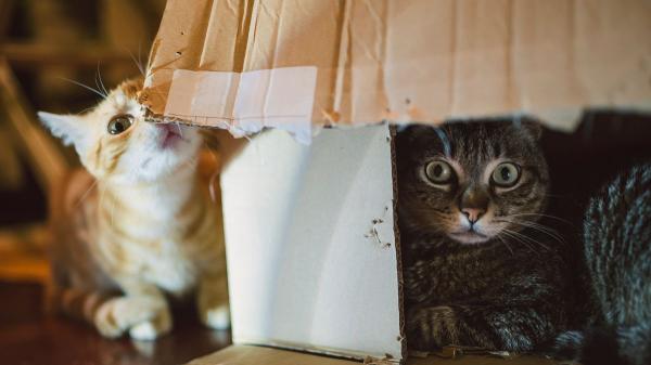 Carlos Gutiérrez, veterinario: “Para un gato, un rollo de cartón o una caja son los juguetes perfectos; reducen el estrés y estimulan su mente” - Los objetos de casa pueden convertirse en los mejores juguetes
