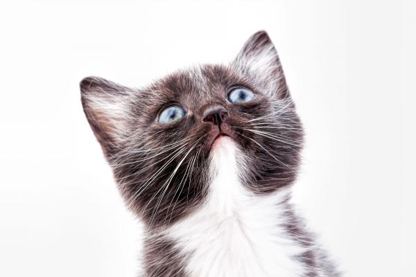 Nombres para gatos con E - Nombres para gatas con E