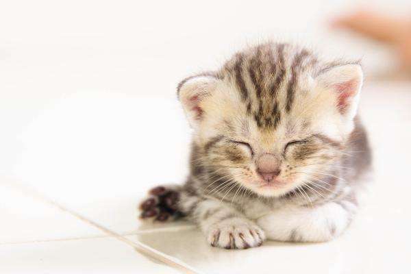 Nombres para gatos con E - Nombres para gatos con E