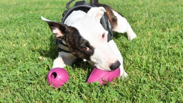8 de cada 10 perros tienen problemas dentales a los 3 años: las claves de los veterinarios para prevenirlos - 7 consejos de expertos para cuidar la boca de tu perro