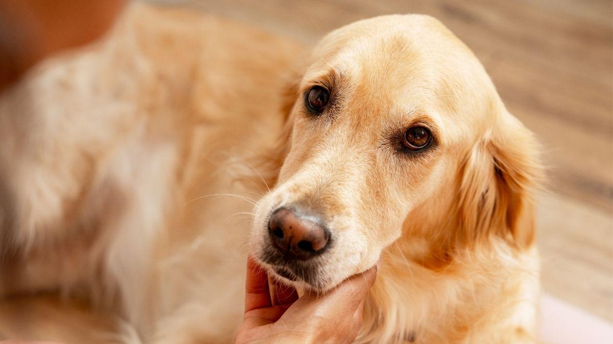 8 de cada 10 perros tienen problemas dentales a los 3 años: las claves de los veterinarios para prevenirlos