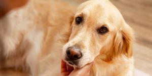 8 de cada 10 perros tienen problemas dentales a los 3 años: las claves de los veterinarios para prevenirlos