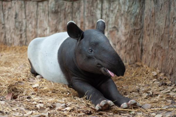 ¿Dónde vive el tapir? - Adaptaciones del tapir al entorno