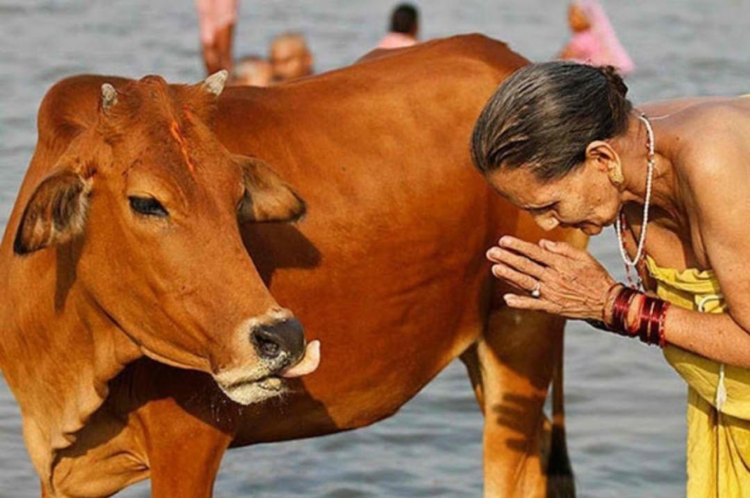 los-5-animales-sagrados-de-la-india-y-su-significado-en-el-hinduismo