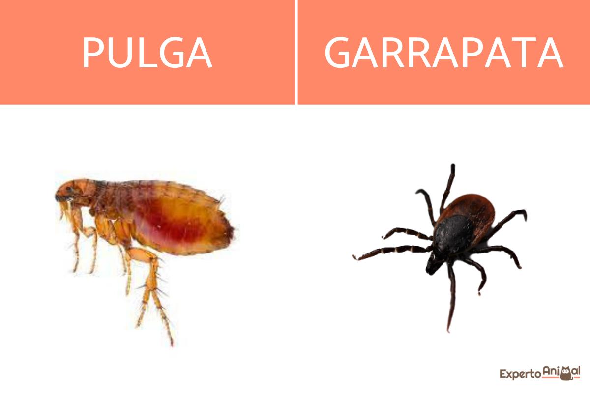 Diferencia entre pulgas y garrapatas