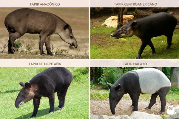 ¿Dónde vive el tapir? - Distribución geográfica del tapir