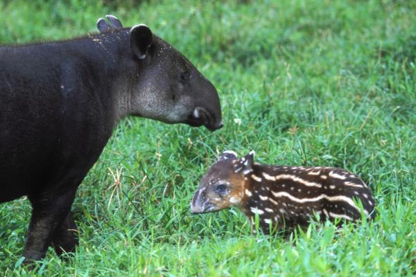 ¿Dónde vive el tapir? - Estado de conservación del tapir y amenazas