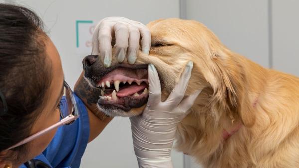 8 de cada 10 perros tienen problemas dentales a los 3 años: las claves de los veterinarios para prevenirlos - Por qué la salud dental de tu perro es más importante de lo que crees
