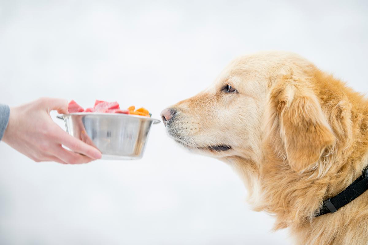 Suplementos naturales para perros