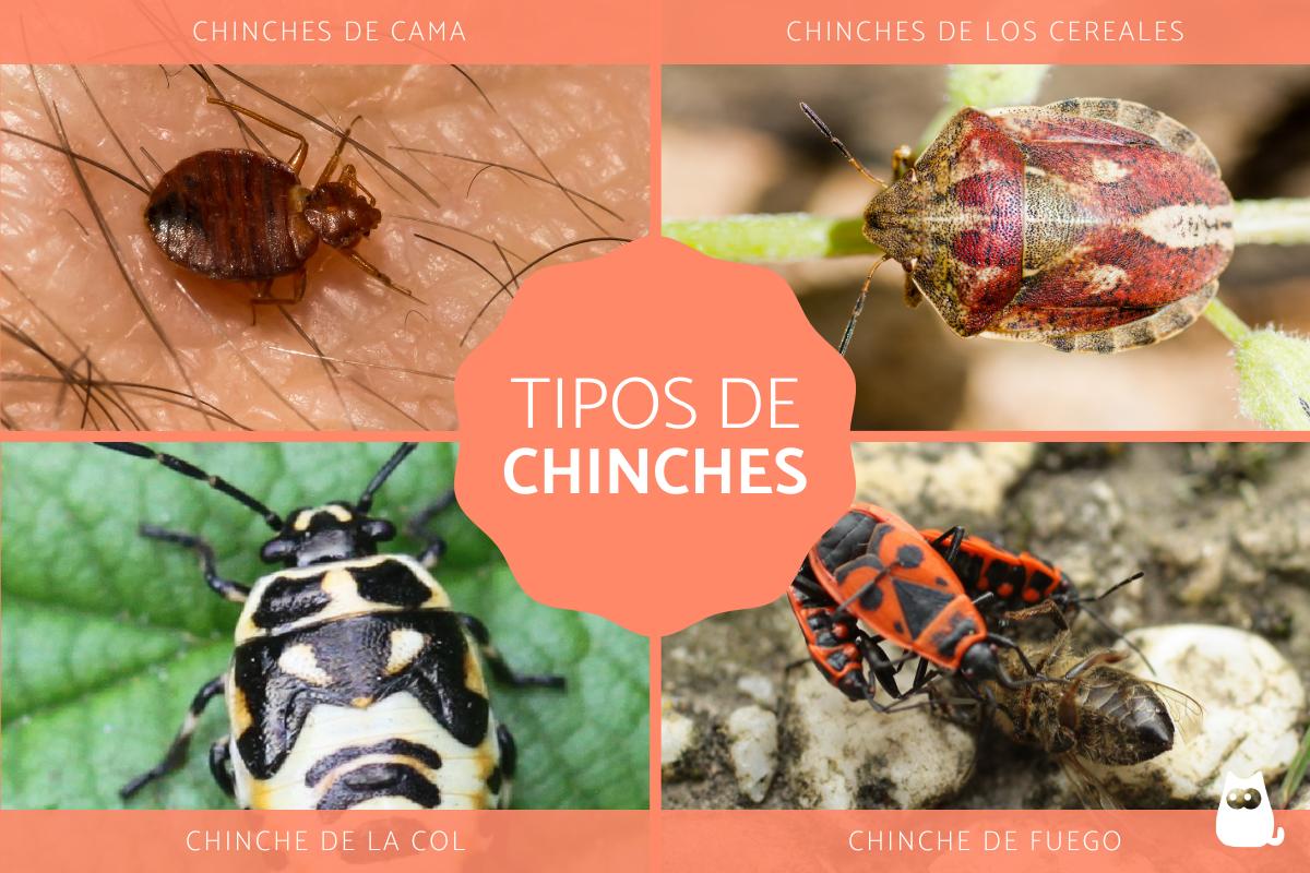 Tipos de chinches