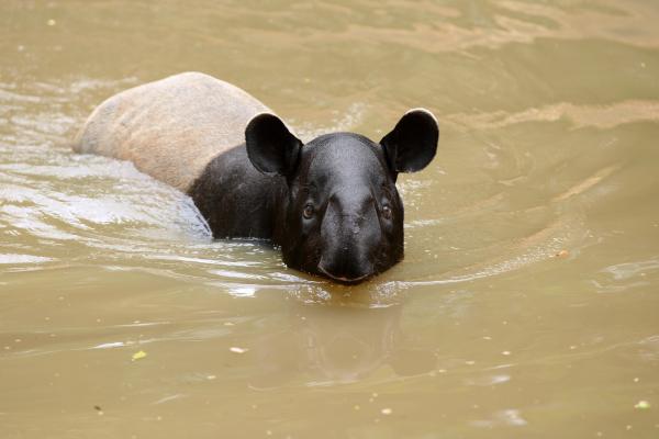 ¿Dónde vive el tapir? - Tipos de hábitat del tapir