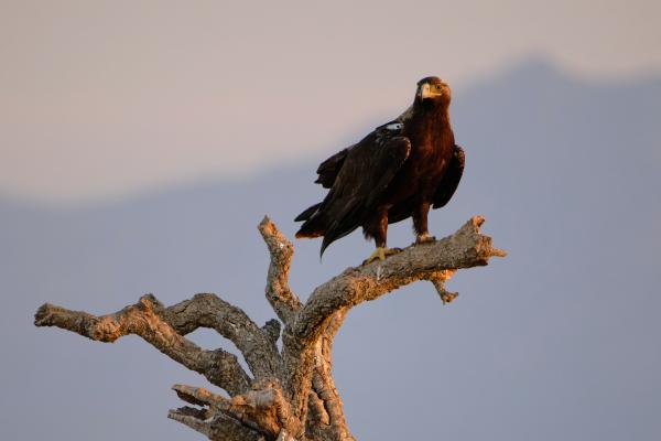 Animales de Portugal - Águila imperial ibérica (Aquila adalberti)