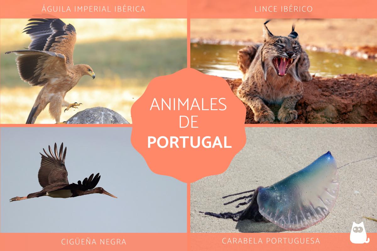 Animales de Portugal