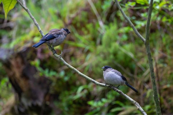 Animales de Portugal - Camachuelo de las Azores (Pyrrhula murina)