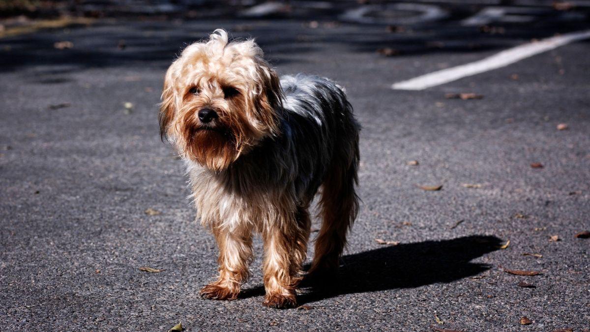 Cambiar de casa es una de las principales razones de abandono de mascotas: cómo organizar una mudanza con un perro o un gato