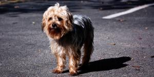 Cambiar de casa es una de las principales razones de abandono de mascotas: cómo organizar una mudanza con un perro o un gato