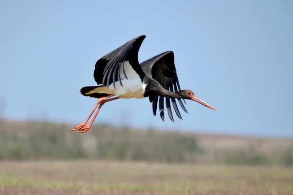 Animales de Portugal - Cigüeña negra (Ciconia nigra)