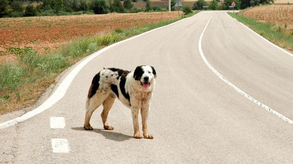 Cambiar de casa es una de las principales razones de abandono de mascotas: cómo organizar una mudanza con un perro o un gato - El cambio de domicilio ya es la tercera causa de abandono de perros y gatos