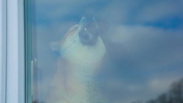 La Ley de Propiedad Horizontal lo deja claro: qué puedes hacer si el perro de tu vecino ladra sin parar - Estos son los pasos que puedes dar si el perro de tu vecino no deja de ladrar