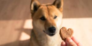 Galletas para perros caseras: recetas fáciles