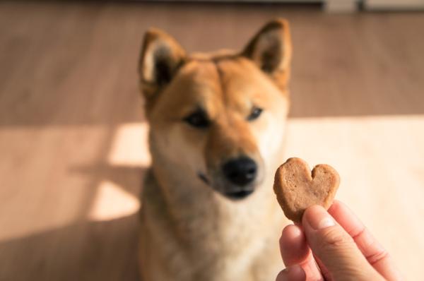 Galletas para perros caseras: recetas fáciles