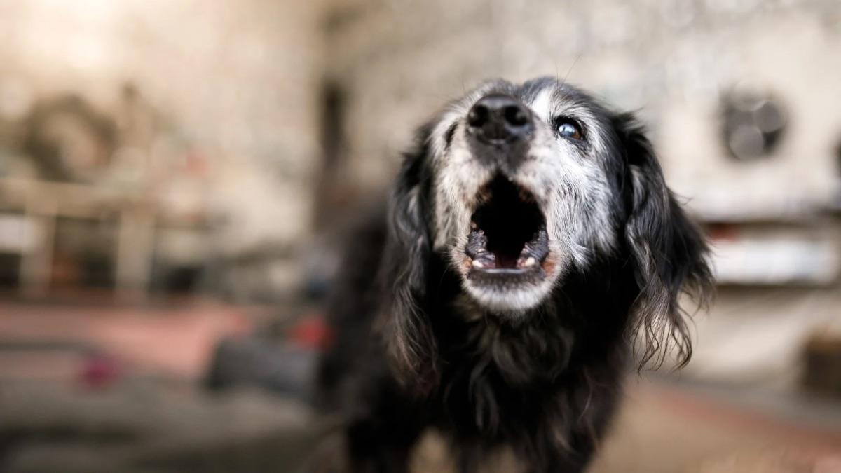 La Ley de Propiedad Horizontal lo deja claro: qué puedes hacer si el perro de tu vecino ladra sin parar