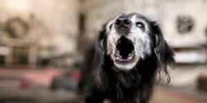 La Ley de Propiedad Horizontal lo deja claro: qué puedes hacer si el perro de tu vecino ladra sin parar