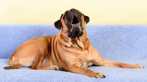 La Ley de Propiedad Horizontal lo deja claro: qué puedes hacer si el perro de tu vecino ladra sin parar - La Ley de Propiedad Horizontal sí lo contempla: ''No se puede prohibir tener perro, pero sí exigir convivencia''