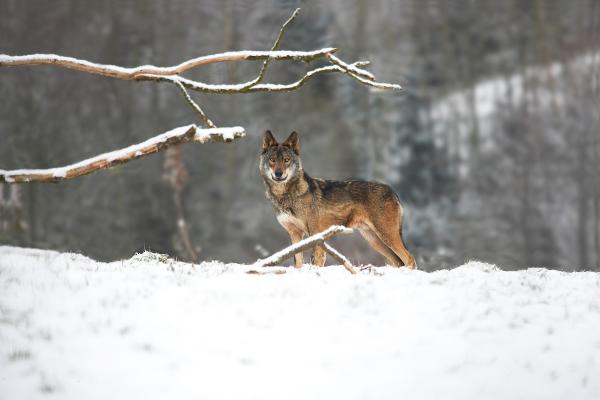 Animales de Portugal - Lobo ibérico (Canis lupus signatus)