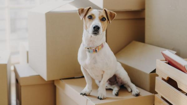 Cambiar de casa es una de las principales razones de abandono de mascotas: cómo organizar una mudanza con un perro o un gato - Los cambios de rutina afectan mucho a los animales: así se evita que la mudanza les genere estrés