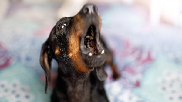 La Ley de Propiedad Horizontal lo deja claro: qué puedes hacer si el perro de tu vecino ladra sin parar - Multas, mediación y juzgados: qué le puede pasar al tutor del perro si los ladridos continúan