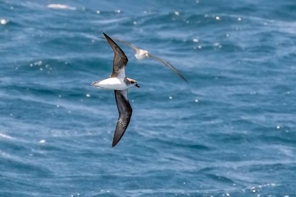 Animales de Portugal - Petrel freira o petrel de Madeira (Pterodroma madeira)