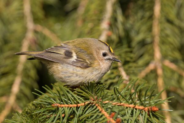 Animales de Portugal - Reyezuelo de Madeira (Regulus madeirensis)