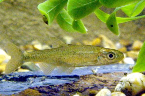 Animales de Portugal - Saramugo o jaramugo (Anaecypris hispanica)