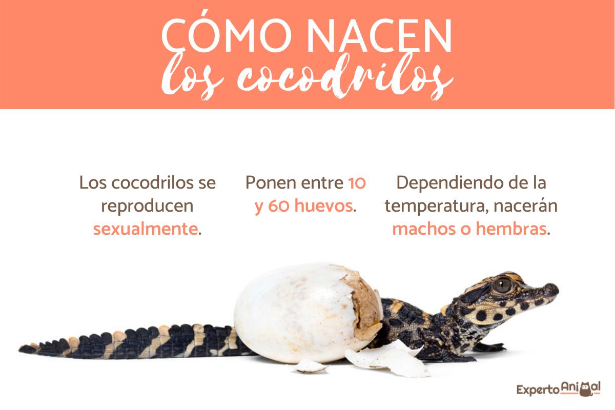 ¿Cómo nacen los cocodrilos?