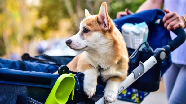 Los expertos alertan: tratar a tu perro como a un bebé altera su instinto y pone en riesgo su salud mental - Del cochecito al estrés crónico: los riesgos reales de humanizar a un perro