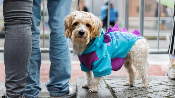 Los expertos alertan: tratar a tu perro como a un bebé altera su instinto y pone en riesgo su salud mental - La delgada línea entre el cuidado y la humanización: ¿dónde poner el límite?