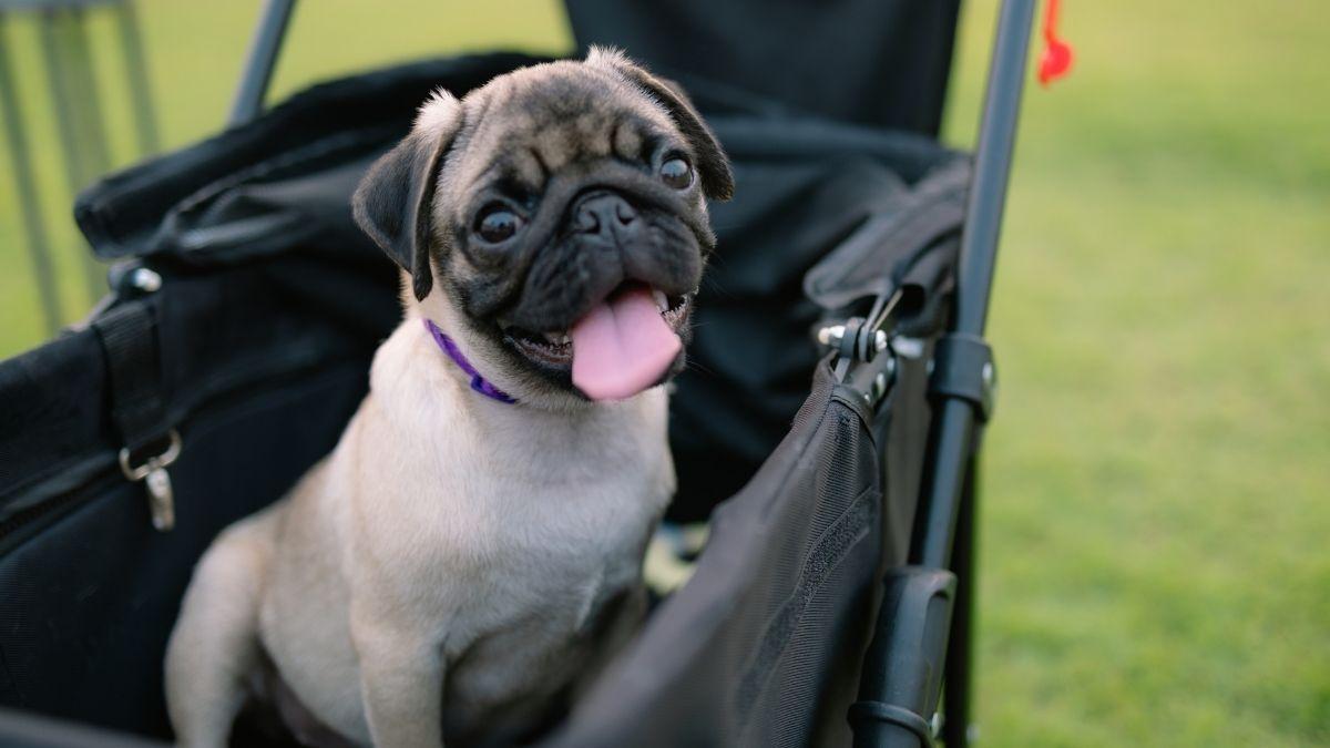 Los expertos alertan: tratar a tu perro como a un bebé altera su instinto y pone en riesgo su salud mental