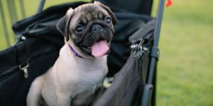 Los expertos alertan: tratar a tu perro como a un bebé altera su instinto y pone en riesgo su salud mental