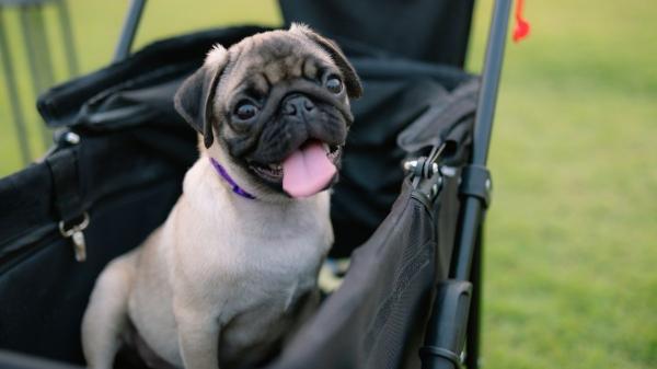 Los expertos alertan: tratar a tu perro como a un bebé altera su instinto y pone en riesgo su salud mental