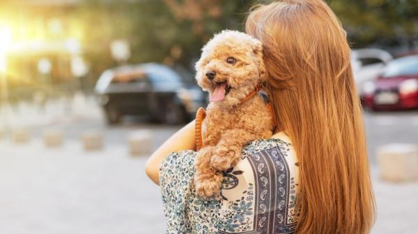 Los expertos alertan: tratar a tu perro como a un bebé altera su instinto y pone en riesgo su salud mental - Los perros tienen necesidades físicas y psicológicas propias
