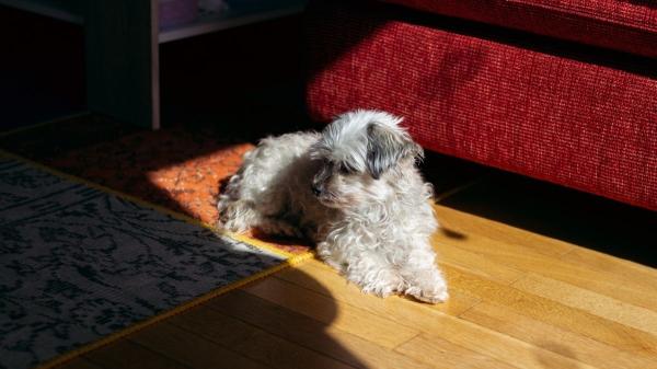 Juan Manuel Liquindoli, etólogo: “Los perros no toman el sol por la vitamina D, lo hacen por otras razones” - Así evitarás un golpe de calor si tu perro adora el sol
