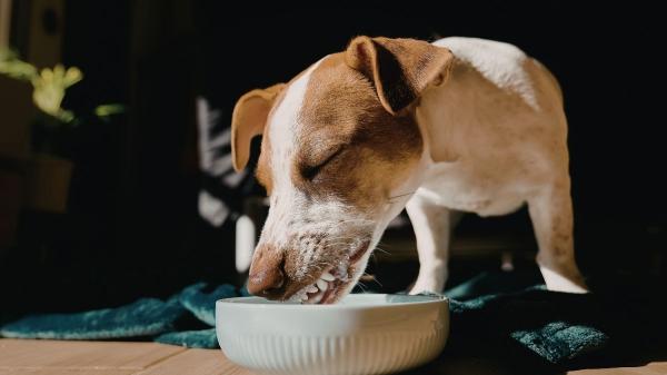 Juan Manuel Liquindoli, etólogo: “Los perros no toman el sol por la vitamina D, lo hacen por otras razones” - La fuente de vitamina D de los perros es la alimentación