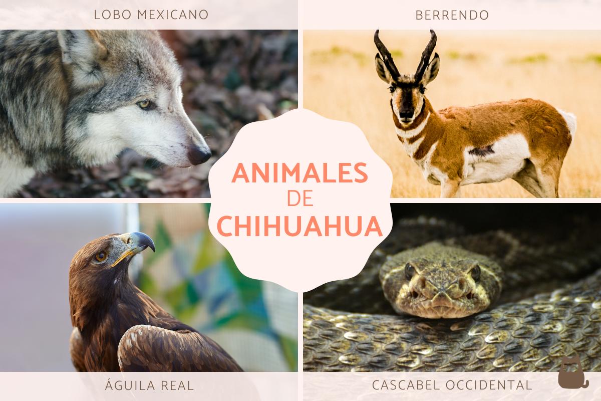 Animales de Chihuahua